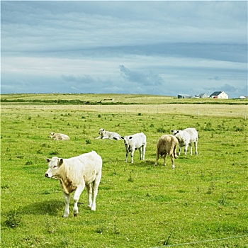 母牛,半岛,梅奥县,爱尔兰