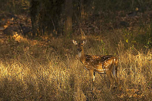 花鹿,雌性,朝日,阳光,树林,甘哈国家公园,中央邦,北印度,亚洲