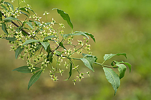 花,普通,纺锤,树