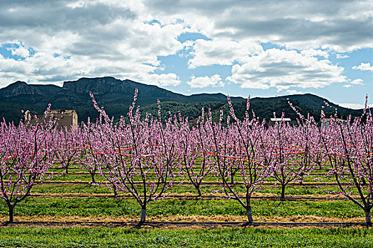 果树,盛开,塔拉戈纳省,西班牙
