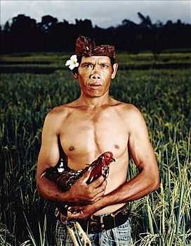 印度尼西亚,巴厘岛,稻米,农民,稻田,拿着,公鸡