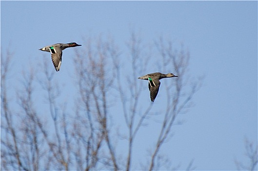 一对,水鸭,飞跃,湿地