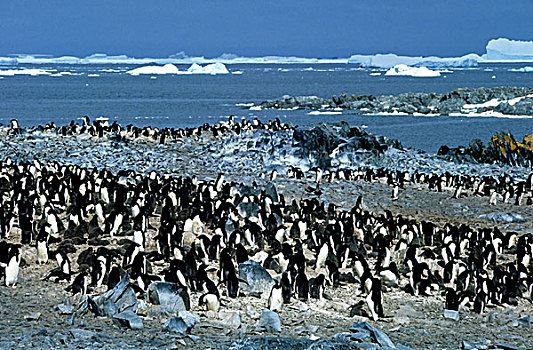南极,阿德利企鹅,生物群,岛屿
