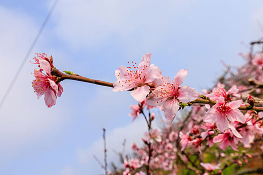 桃花