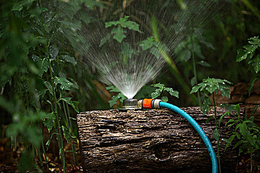 花园,软管,洒水器