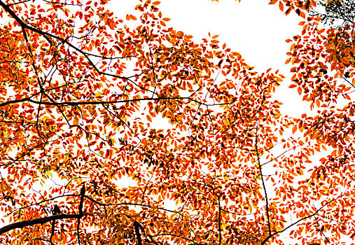 秋天的树