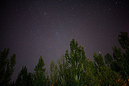 夜空星空树林