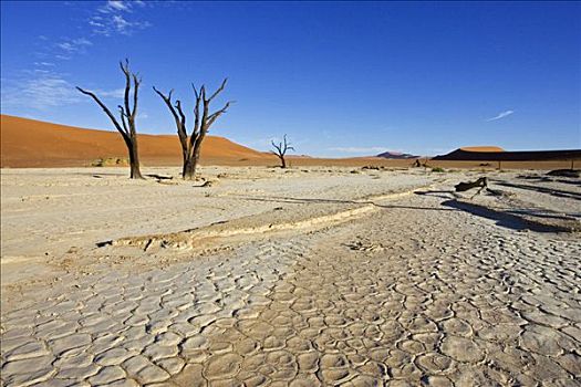 枯木,高,红色,沙丘,干燥,黏土,死亡谷,索苏维来地区,纳米布沙漠,纳米比亚