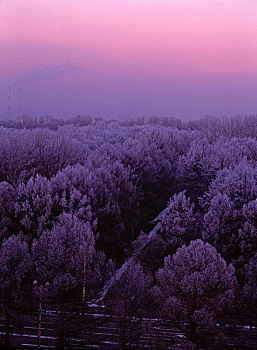 莫斯科树林