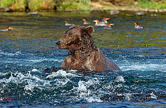 褐色,熊,猎捕,鱼,河,秋沙鸭,背影,阿拉斯加,美国