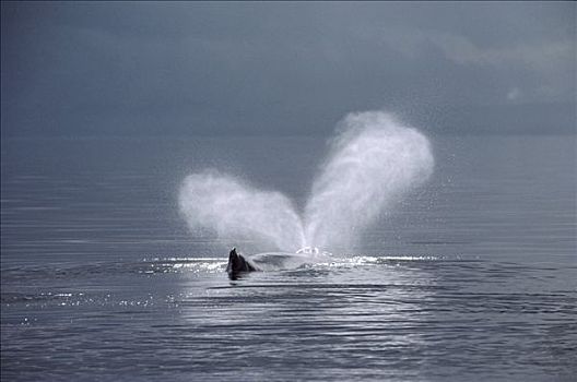 驼背鲸,大翅鲸属,鲸鱼,喷涌,夏威夷