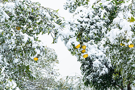 雪景积雪