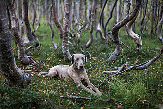 魏玛犬,母狗,桦树,树林,国家公园,奥普兰,挪威,欧洲