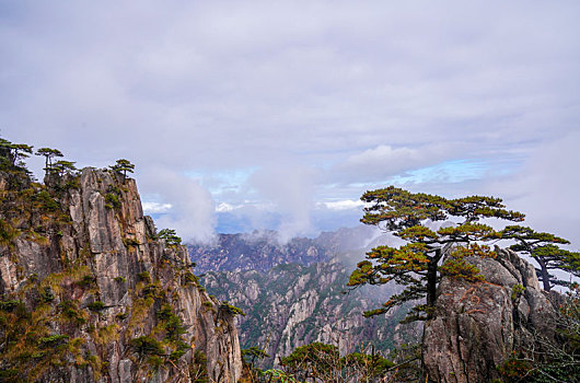 黄山松树