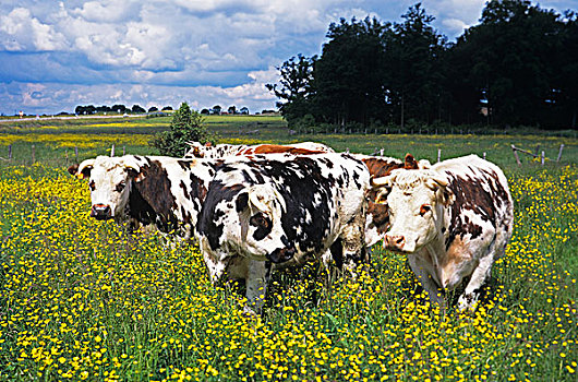 诺曼底,牛,牧群,站立,黄色,花