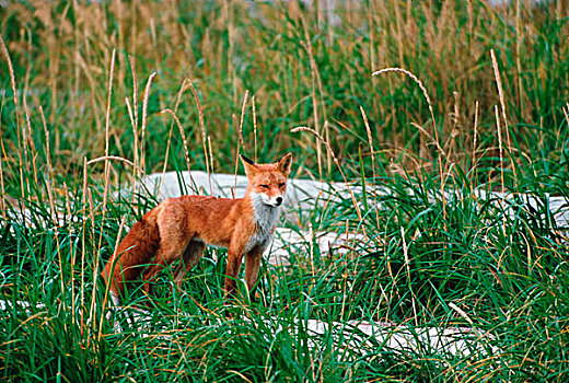 红狐,狐属,阿拉斯加,半岛,猎捕