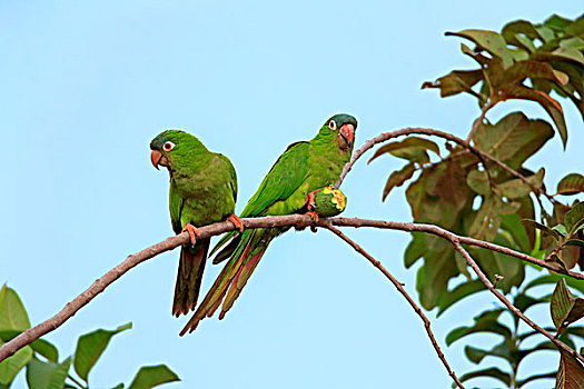 长尾鹦鹉,成年,一对,树上,吃,水果,无花果,潘塔纳尔,巴西,南美