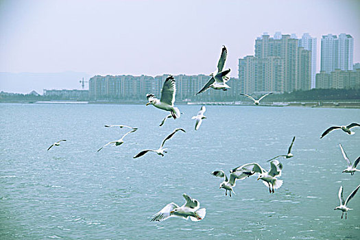 水面上的海鸥群