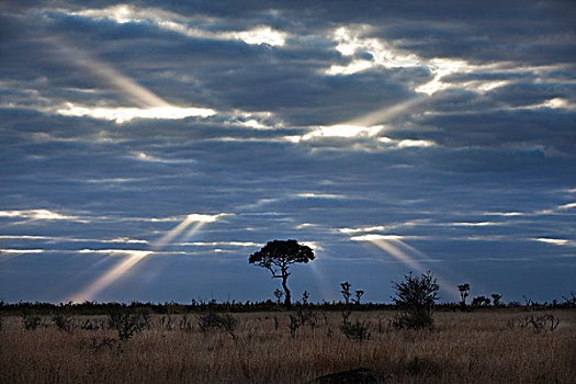刺槐,日出,克鲁格国家公园,南非