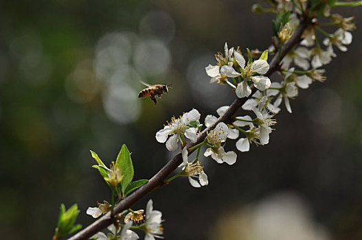 蜂,杏花