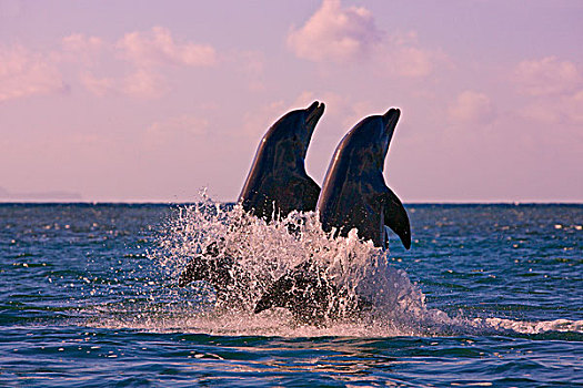 海豚,跳跃,海洋,岛屿,洪都拉斯