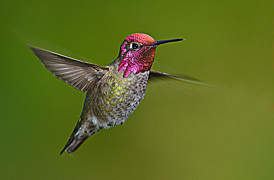 雄性,蜂鸟,飞行,维多利亚,温哥华岛,不列颠哥伦比亚省,加拿大