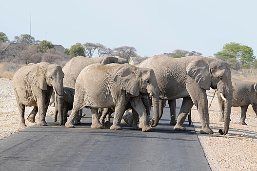 非洲象,穿过,街道,纳米比亚,非洲