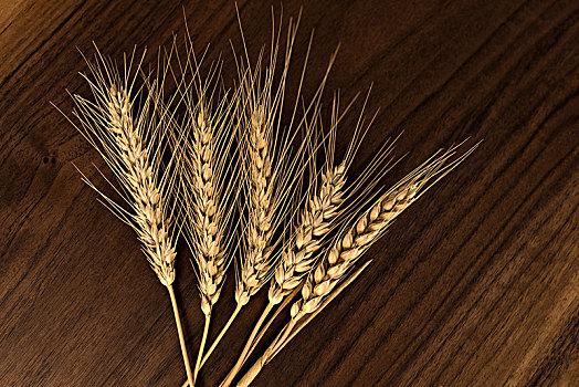 麦穗,ear,of,wheat