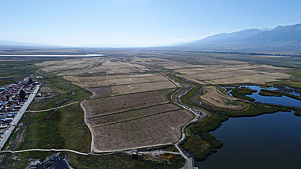 秋季麦田