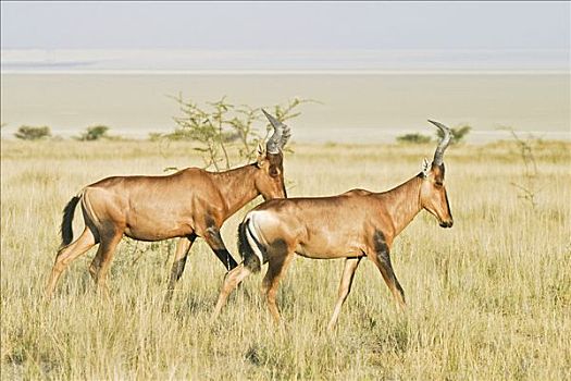埃托沙国家公园,非洲,纳米比亚