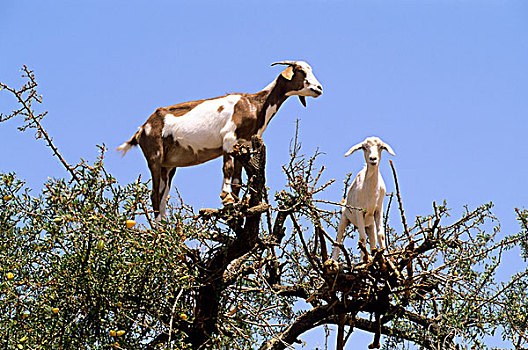 摩洛哥,靠近,苏维拉,山羊,树,特写