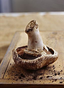 波多白洛大蘑菇,蘑菇,土地,木板