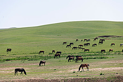 草原牧马
