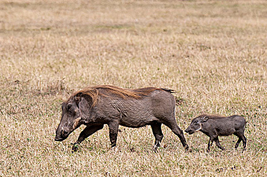 疣猪,小猪,马赛马拉,肯尼亚