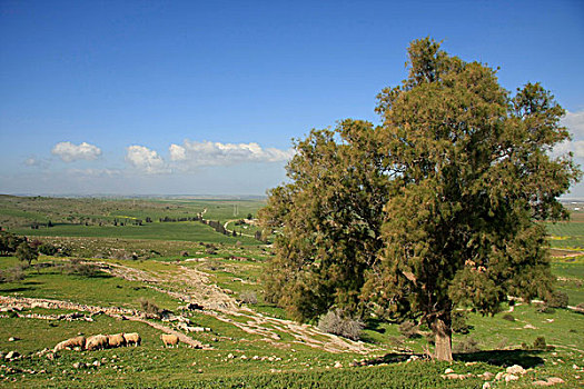 树,遗迹,以色列