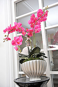 盆栽,粉色,兰花,黑色背景,桌面,正面,窗户