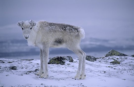 斯堪的纳维亚,瑞典,达拉那,动物,雪中