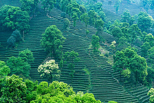 杭州梅家坞茶山