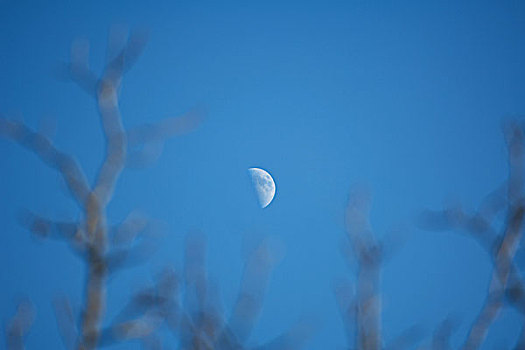 半月,蓝天,枝条,前景