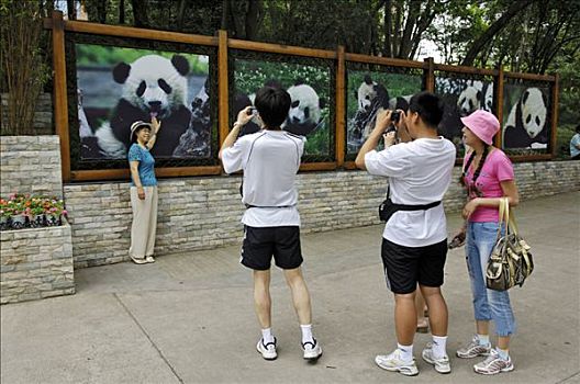 中国人,游客,熊猫,饲养,车站,靠近,成都,中国,亚洲
