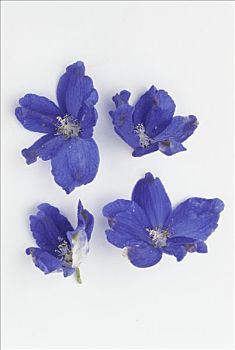 四个,蓝色,燕草属植物,花