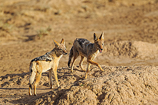 黑背胡狼,黑背豺,卡拉哈里沙漠,卡拉哈迪大羚羊国家公园,南非,非洲