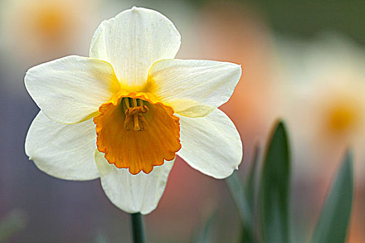 水仙花,花