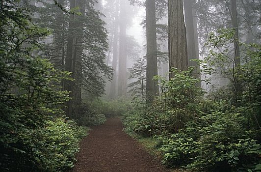 红杉,树林,红杉国家公园,加利福尼亚,美国