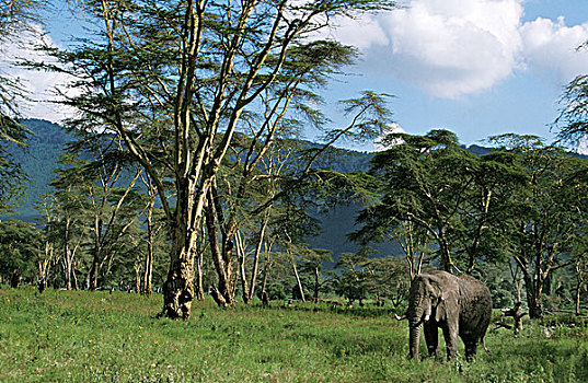 非洲象,成年,刺槐,树林,肯尼亚