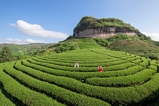 武夷岩茶