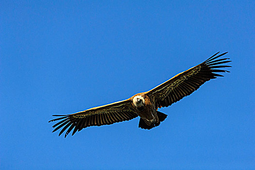 粗毛秃鹫,兀鹫,飞行,蒙弗拉格,国家公园,埃斯特雷马杜拉,西班牙,欧洲