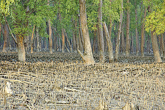 根部,红树,红树林,树林,世界,库尔纳市,孟加拉,十一月,2005年