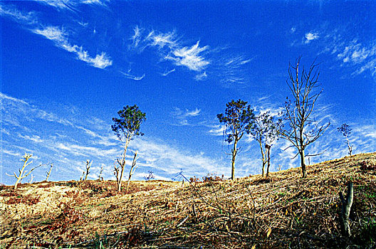 风景,孟加拉,2006年