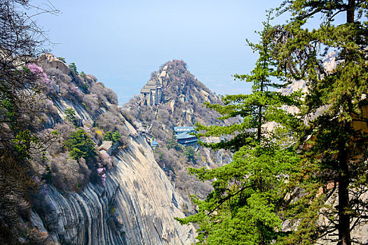 华山春日盛景